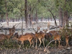 20211002180042 Sundarban National Park spotted deer